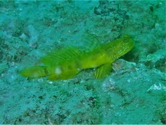 Cryptocentrus sericus