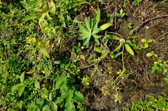 Crepidiastrum lanceolatum