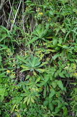 Crepidiastrum lanceolatum