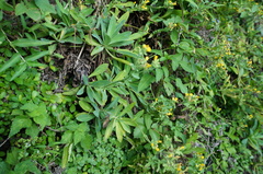 Crepidiastrum lanceolatum