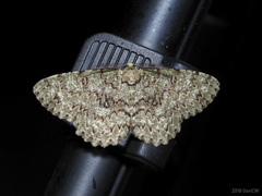 Ophthalmitis