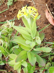 Lasiosiphon kraussianus kraussianus