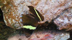 Colobura dirce dirce