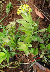 Lasiosiphon kraussianus kraussianus