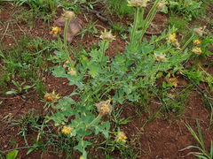Lasiosiphon kraussianus kraussianus