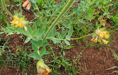 Lasiosiphon kraussianus kraussianus