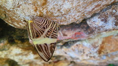 Colobura dirce dirce