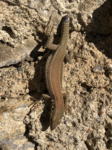 Podarcis liolepis