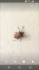Halyomorpha halys