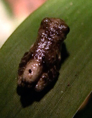 Dendropsophus parviceps