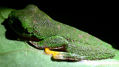Agalychnis hulli
