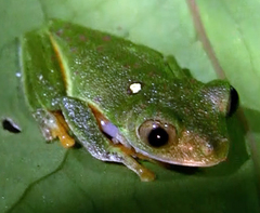 Agalychnis hulli