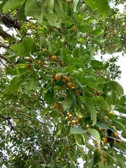 Diospyros montana