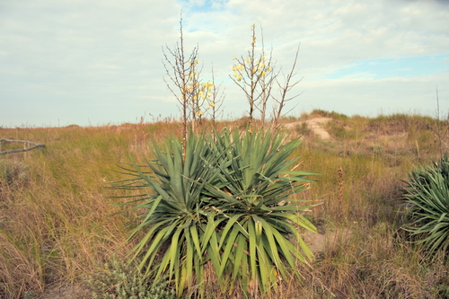 Moundlily yucca