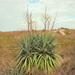 Moundlily Yucca - Photo (c) goblekitepe, some rights reserved (CC BY-NC)