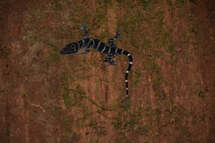 Cyrtodactylus consobrinus