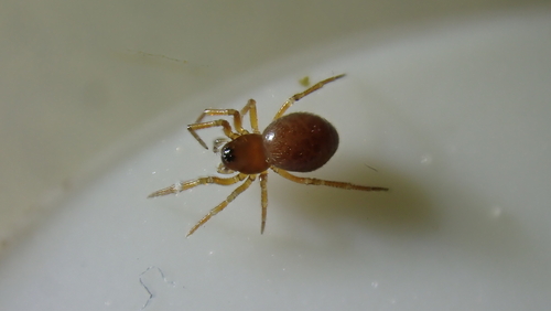 Microctenonyx subitaneus