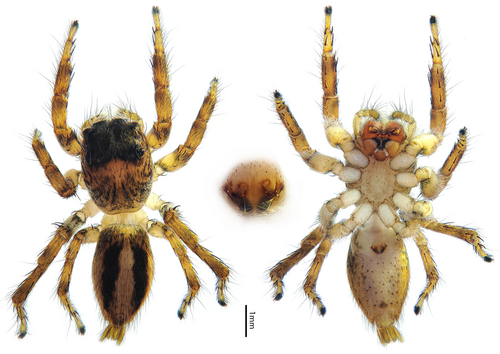 Hyllus acutus