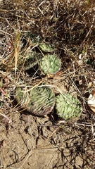 Opuntia humifusa