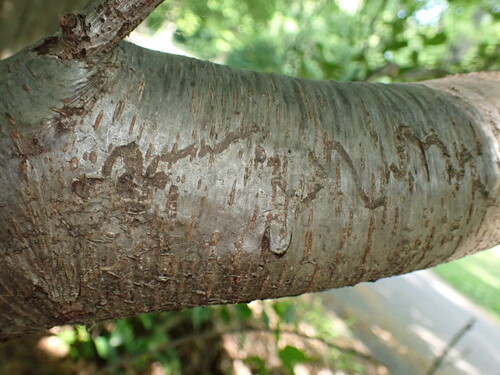 Marmara serotinella photo 2