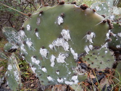 Dactylopius confusus