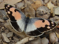 Colotis phisadia