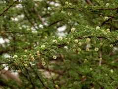Vachellia tortilis raddiana