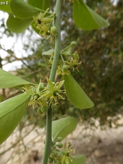 Balanites aegyptiaca