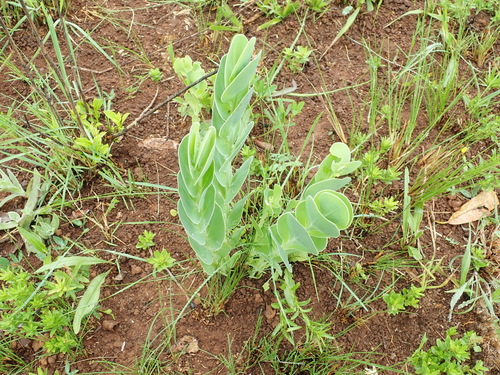 Image of Lopholaena disticha by no rights reserved