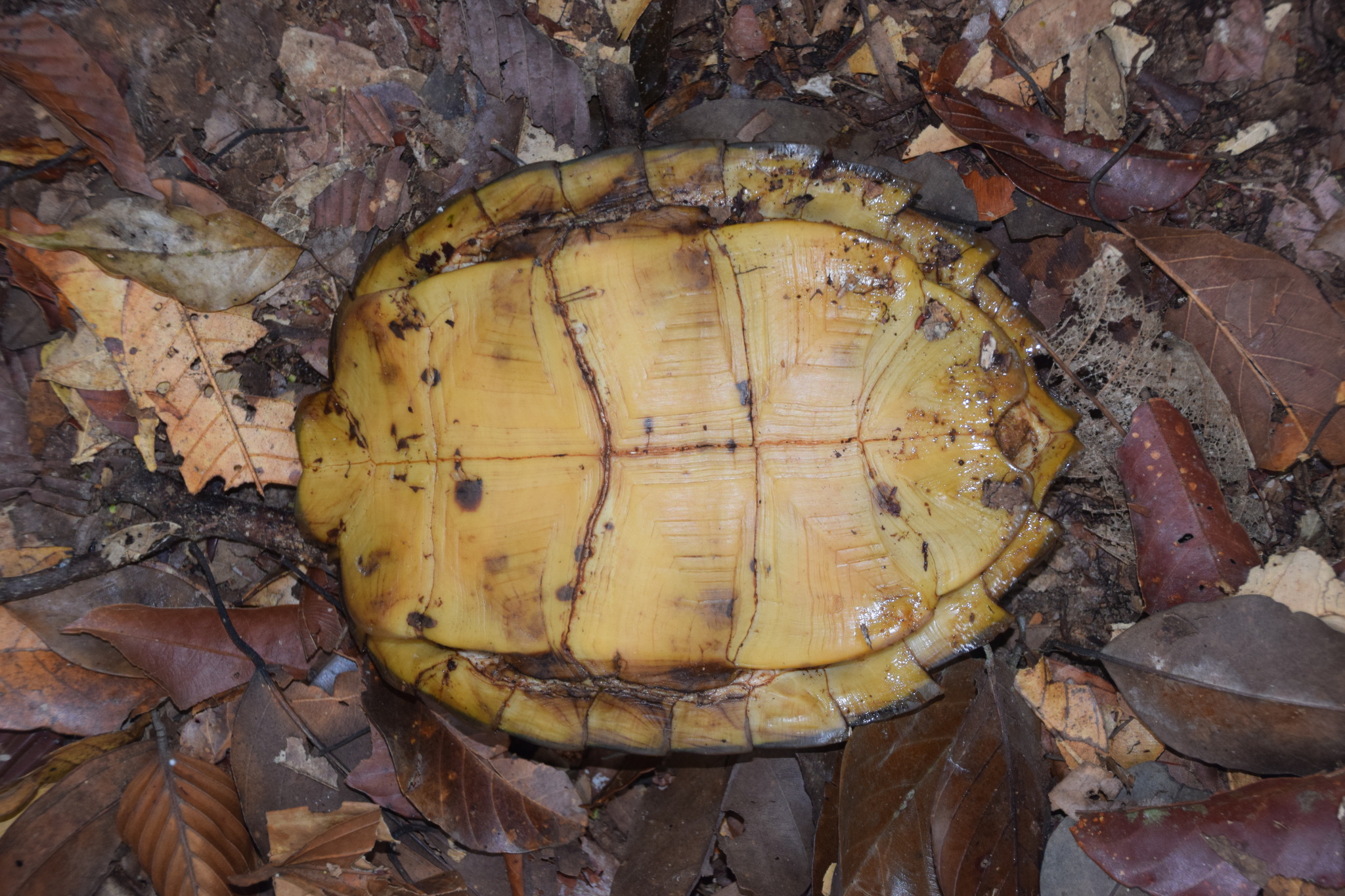 Cyclemys dentata (Gray, 1831)