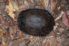 Cyclemys dentata