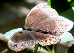 Ethope himachala