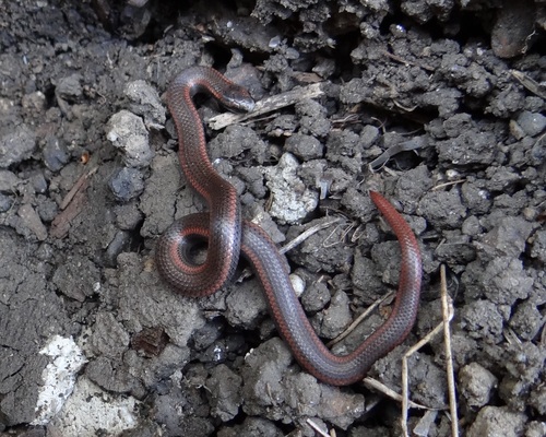 Photo of a Sharptail Snake (Contia tenuis)