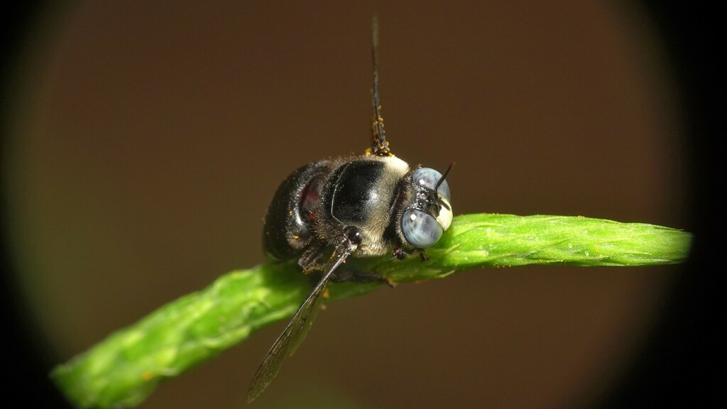 Nodula