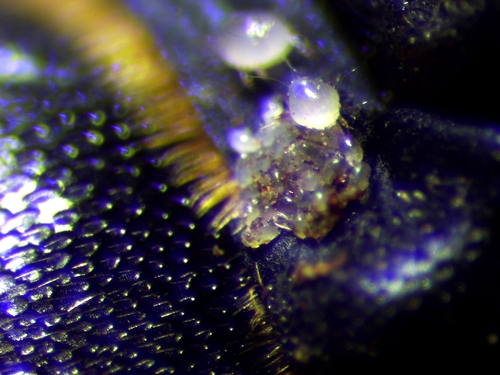 Canestrinia dorcicola