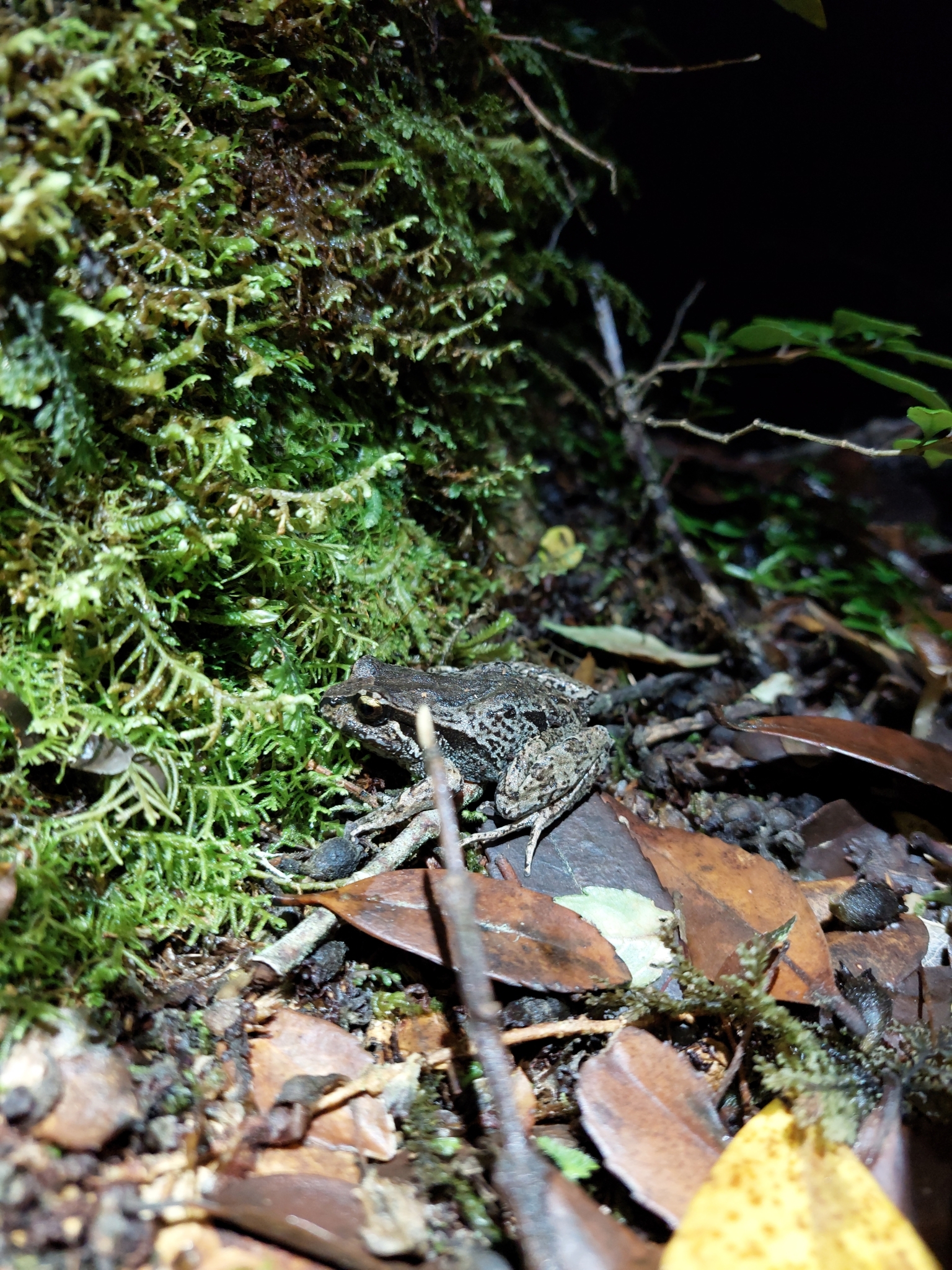 Eupsophus calcaratus (Günther, 1881)