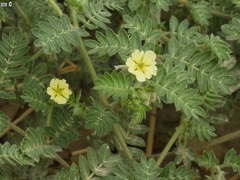 Tribulus pentandrus