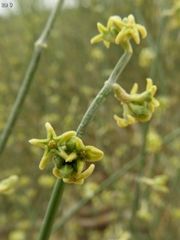 Leptadenia pyrotechnica