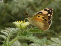 Colotis phisadia