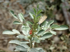 Indigofera articulata