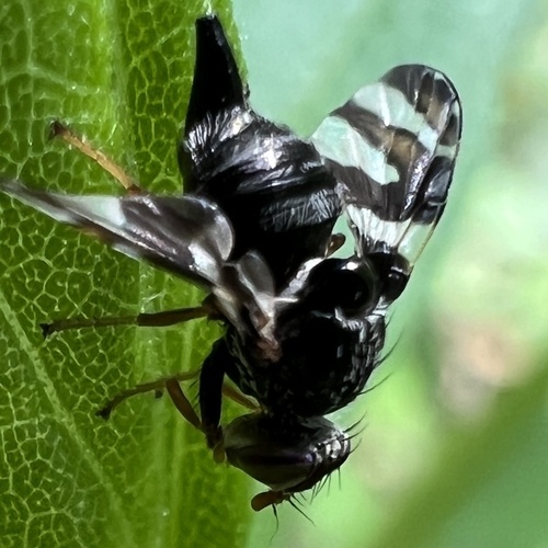 Procecidochares atra gall photographed by Anne Parker