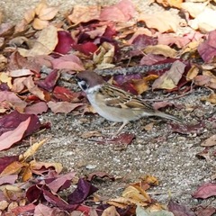 Passer montanus