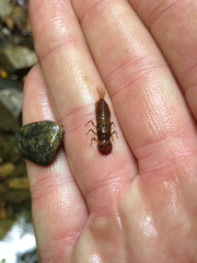 Ameletopsis perscitus