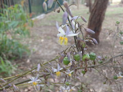 Hemerocallidoideae
