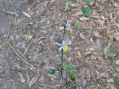 Hemerocallidoideae
