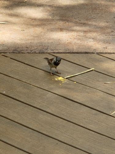 House Sparrow photographed in Tennessee