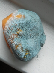 Penicillium