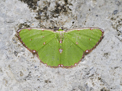 Argyrocosma inductaria