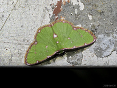 Argyrocosma inductaria