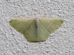 Thalassodes immissaria